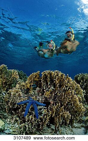 Stock Photo - Two snorkeling woman spotting blue starfish (Asteroidea) on coral reef, Bali, Indian Ocean, underwater shot . Fotosearch