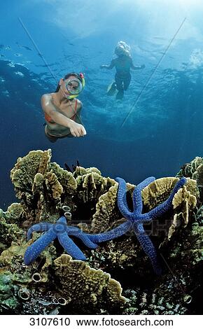 Stock Image - Two snorkeling woman spotting two blue starfishes (Asteroidea) on coral reef, Bali, Indian Ocean, underwater shot . Fotosearch