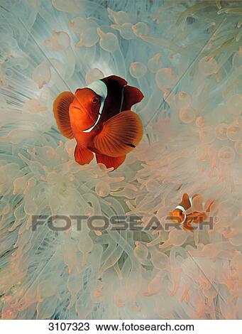 Stock Image - Two Spinecheek clownfishes (Premnas aculeatus) amidst sea anemones, Papua New Guinea, Pacific ocean, underwater shot . Fotosearch