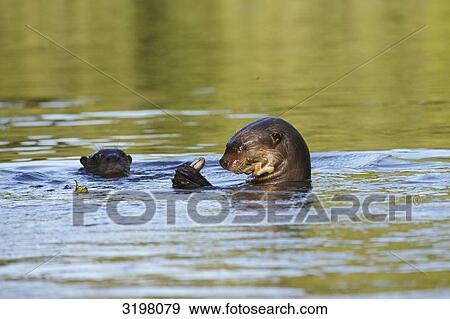 Stock Photo - Two swimming Giant Otters (Pteronura brasiliensis), Pantanal, Mato Grosso, Brazil . Fotosearch