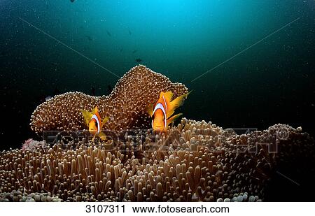 Two Two-banded anemonefishes (Amphiprion bicinctus) swimming over sea anemones, Djibuti, Gulf of Aden, front view View Large Photo Image Stock Image - Two Two-banded anemonefishes (Amphiprion bicinctus) swimming over sea anemones, Djibuti, Gulf of Aden, front view . Fotosearch