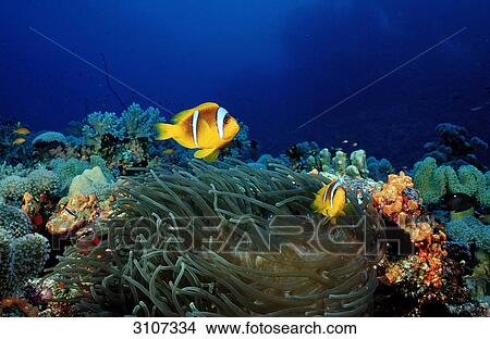 Picture - Two Twobar Anemone Fishes (Amphiprion bicinctus) in coral reef, Sudan, Red Sea, underwater shot . Fotosearch
