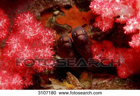 Two White-eyed morays (Siderea thyrsoidea) in coral reef, Andaman sea, Myanmar, front view View Large Photo Image Stock Image - Two White-eyed morays (Siderea thyrsoidea) in coral reef, Andaman sea, Myanmar, front view . Fotosearch