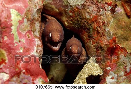 Stock Photography - Two White-eyed morays (Siderea thyrsoidea) in crevice, Andaman sea, Myanmar, front view . Fotosearch