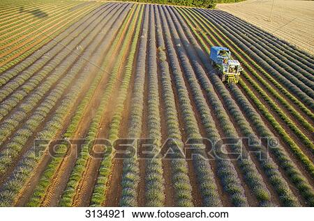 Valensole Plateau, Alpes de Haute-Provence, France View Large Photo Image Stock Image - Valensole Plateau, Alpes de Haute-Provence, France . Fotosearch