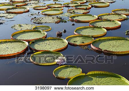 Victoria Water lilys (Victoria cruziana), Pantanal, Mato Grosso, Brazil View Large Photo Image Stock Photo - Victoria Water lilys (Victoria cruziana), Pantanal, Mato Grosso, Brazil . Fotosearch