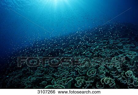 View over coral reef, Komodo National Park, Indonesia, Indian Ocean, underwater shot View Large Photo Image Stock Photograph - View over coral reef, Komodo National Park, Indonesia, Indian Ocean, underwater shot . Fotosearch