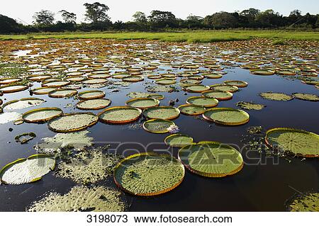 View over lake with Victoria Water Lilys (Victoria cruziana), Pantanal, Mato Grosso, Brazil View Large Photo Image Stock Image - View over lake with Victoria Water Lilys (Victoria cruziana), Pantanal, Mato Grosso, Brazil . Fotosearch