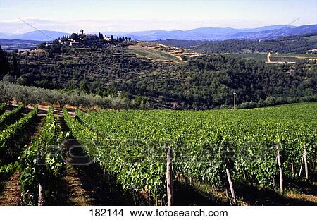 Vines in vineyard, Vicchiomaggio Castle, Chianti Region, Tuscany, Italy View Large Photo Image Picture - Vines in vineyard, Vicchiomaggio Castle, Chianti Region, Tuscany, Italy . Fotosearch