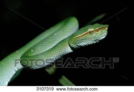 Stock Photo - Waglers Temple Viper (Tropidolaemus wagleri), Sepilok, Borneo, Malaysia, close-up . Fotosearch