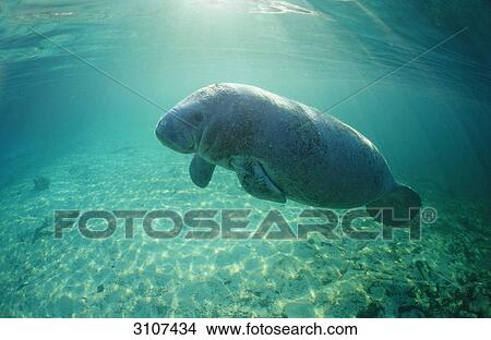 West Indian Manatee (Trichechus manatus latirostris) diving, Crystal River, Florida, USA, side view View Large Photo Image Picture - West Indian Manatee (Trichechus manatus latirostris) diving, Crystal River, Florida, USA, side view . Fotosearch