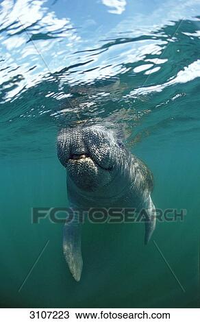 West Indian Manatee (Trichechus manatus latirostris) diving close to water surface, Everglades, Florida, USA, front view View Large Photo Image Stock Image - West Indian Manatee (Trichechus manatus latirostris) diving close to water surface, Everglades, Florida, USA, front view . Fotosearch
