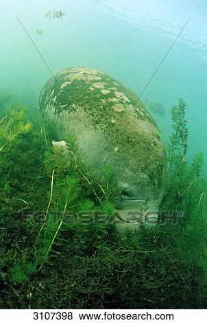 Stock Photo - West Indian Manatee (Trichechus manatus latirostris) eating aquatic plants, Everglades, Florida, USA, front view . Fotosearch