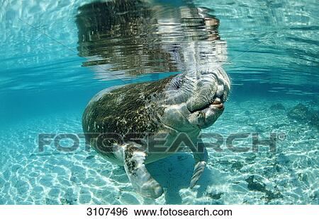 West Indian Manatee (Trichechus manatus latirostris) diving in shallow water, Crystal River, Florida, USA View Large Photo Image Stock Photograph - West Indian Manatee (Trichechus manatus latirostris) diving in shallow water, Crystal River, Florida, USA . Fotosearch