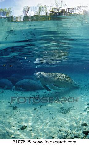 West Indian Manatees (Trichechus manatus latirostris), Crystal River, Florida, USA View Large Photo Image Stock Photography - West Indian Manatees (Trichechus manatus latirostris), Crystal River, Florida, USA . Fotosearch