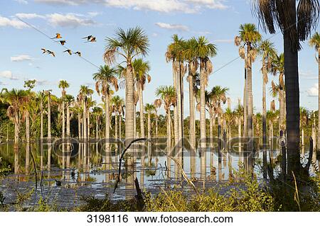 Stock Photograph - Wetlands with palms and flying Blue-and-yellow Macaws (Ara ararauna), Bom Jardim, Mato Grosso, Brazil . Fotosearch
