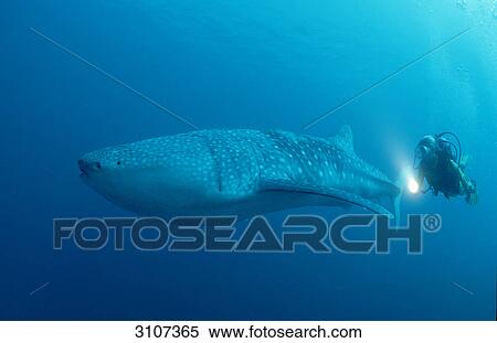 Whale shark (Rhincodon thypus) and scuba diver, Ari Atoll, Maldives, Indian Ocean, side view View Large Photo Image Stock Photography - Whale shark (Rhincodon thypus) and scuba diver, Ari Atoll, Maldives, Indian Ocean, side view . Fotosearch