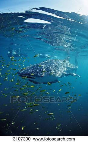 Whale shark (Rhincodon thypus), scuba diver and school of fish, La Paz, Mexico, Sea of Cortez View Large Photo Image Stock Image - Whale shark (Rhincodon thypus), scuba diver and school of fish, La Paz, Mexico, Sea of Cortez . Fotosearch