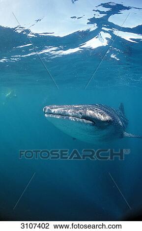 Whale shark (Rhincodon thypus), Djibouti, Africa, Gulf of Aden, front view View Large Photo Image Stock Image - Whale shark (Rhincodon thypus), Djibouti, Africa, Gulf of Aden, front view . Fotosearch