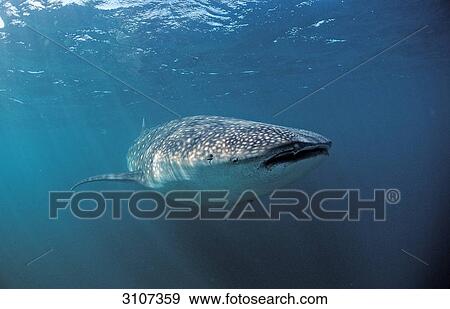 Whale shark (Rhincodon thypus), Ningaloo Reef, Australia, Indian Ocean View Large Photo Image Stock Photo - Whale shark (Rhincodon thypus), Ningaloo Reef, Australia, Indian Ocean . Fotosearch
