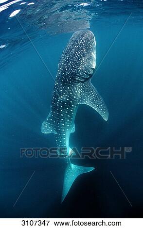 Whale shark (Rhincodon thypus) swimming to water surface, La Reunion, Indian Ocean View Large Photo Image Stock Photo - Whale shark (Rhincodon thypus) swimming to water surface, La Reunion, Indian Ocean . Fotosearch