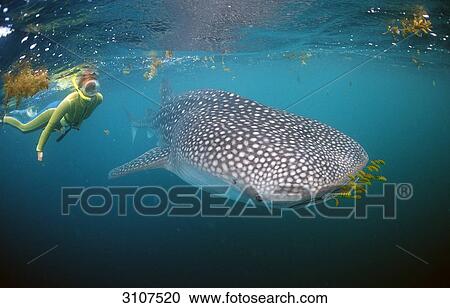 Whale shark (Rhincodon thypus) with pilot fishes and snorkeling woman, Djibouti, Africa, Gulf of Aden View Large Photo Image Stock Image - Whale shark (Rhincodon thypus) with pilot fishes and snorkeling woman, Djibouti, Africa, Gulf of Aden . Fotosearch