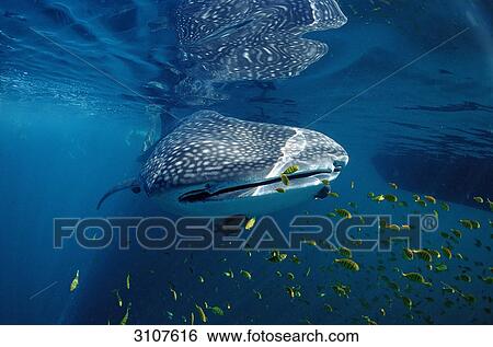 Stock Photograph - Whale shark (Rhincodon thypus) with pilot fishes, USA, Hawaii, front view . Fotosearch