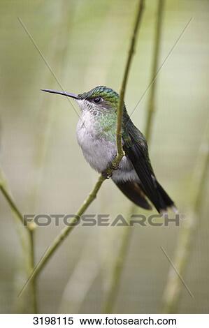 White-bellied Hummingbird (Leucippus chionogaster), Foz do Iguacu, Brazil, side view View Large Photo Image Stock Photography - White-bellied Hummingbird (Leucippus chionogaster), Foz do Iguacu, Brazil, side view . Fotosearch