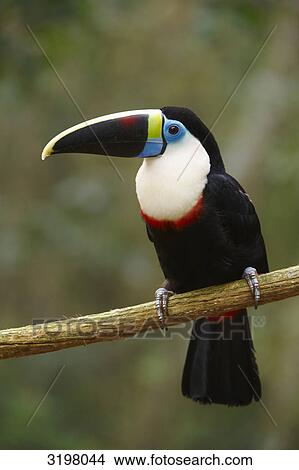 White-Throated Toucan (Ramphastos tucanus), Foz do Iguacu, Brazil, full-length View Large Photo Image Picture - White-Throated Toucan (Ramphastos tucanus), Foz do Iguacu, Brazil, full-length . Fotosearch