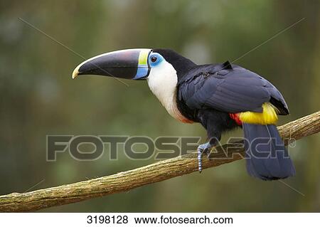 White-Throated Toucan (Ramphastos tucanus), Foz do Iguacu, Brazil, side view View Large Photo Image Stock Photo - White-Throated Toucan (Ramphastos tucanus), Foz do Iguacu, Brazil, side view . Fotosearch