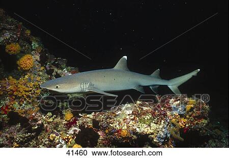 Whitetip reef shark (Triaenodon obesus) swimming underwater View Large Photo Image Stock Image - Whitetip reef shark (Triaenodon obesus) swimming underwater . Fotosearch