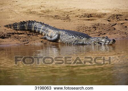 Yacare caiman (Caiman yacare), Pantanal, Mato Grosso, Brazil, side view View Large Photo Image Stock Image - Yacare caiman (Caiman yacare), Pantanal, Mato Grosso, Brazil, side view . Fotosearch