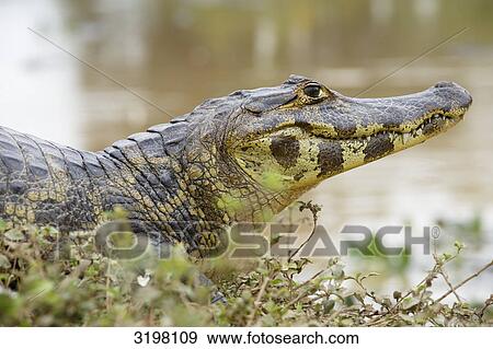 Stock Photo - Yacare caiman (Caiman yacare), Pantanal, Mato Grosso, Brazil, side view . Fotosearch