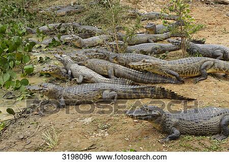 Yacare caimans (Caiman yacare) at the shore, Pantanal, Mato Grosso, Brazil View Large Photo Image Stock Photograph - Yacare caimans (Caiman yacare) at the shore, Pantanal, Mato Grosso, Brazil . Fotosearch