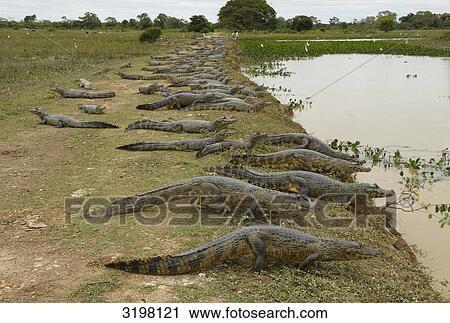 Yacare caimans (Caiman yacare) lying at the shore, Pantanal, Mato Grosso, Brazil View Large Photo Image Stock Image - Yacare caimans (Caiman yacare) lying at the shore, Pantanal, Mato Grosso, Brazil . Fotosearch
