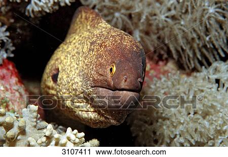 Yellow-edged moray (Gymnothorax flavimarginatus) in coral reef, Sharm el-Sheikh, Egypt, Red Sea, close-up View Large Photo Image Stock Image - Yellow-edged moray (Gymnothorax flavimarginatus) in coral reef, Sharm el-Sheikh, Egypt, Red Sea, close-up . Fotosearch