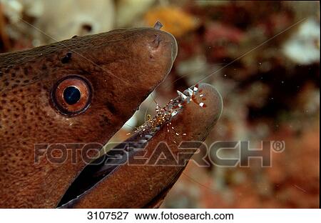 Yellow-margined moray (Gymnothorax flavimarginatus) and cleaner shrimp, Ari Atoll, Maldives, Indian Ocean, close-up View Large Photo Image Stock Photo - Yellow-margined moray (Gymnothorax flavimarginatus) and cleaner shrimp, Ari Atoll, Maldives, Indian Ocean, close-up . Fotosearch