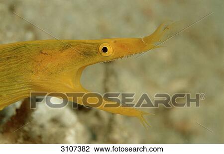 Stock Image - Yellow Ribbon Eel (Rhinomuraena quaesita), Mabul, Malaysia, Pacific Ocean, close-up . Fotosearch