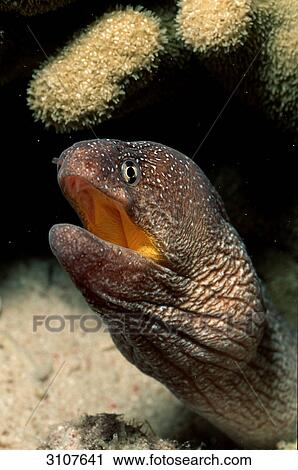 Yellowmouth moray (Gymnothorax nudivomer), Ari Atoll, Maldives, close-up View Large Photo Image Stock Image - Yellowmouth moray (Gymnothorax nudivomer), Ari Atoll, Maldives, close-up . Fotosearch