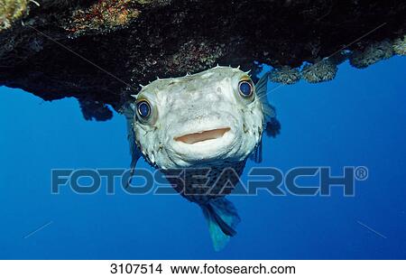 Picture - Yellowspotted Burrfish (Cyclichthys spilostylus), Abu Dahab, Egypt, Red Sea, close-up . Fotosearch