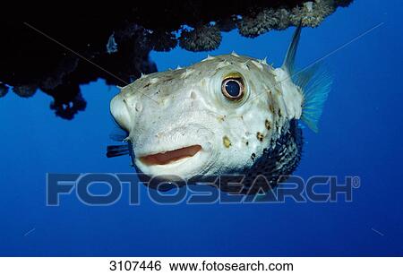 Stock Photograph - Yellowspotted Burrfish (Cyclichthys spilostylus), Abu Dahab, Egypt, Red Sea, close-up . Fotosearch
