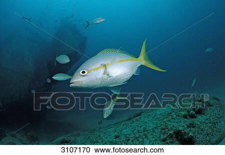 Yellowtail snapper (Ocyurus chrysurus), Punta Cana, Dominican Republic, Caribbean Sea, side view View Large Photo Image Stock Image - Yellowtail snapper (Ocyurus chrysurus), Punta Cana, Dominican Republic, Caribbean Sea, side view . Fotosearch