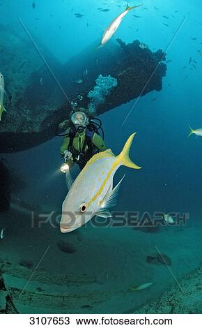 Yellowtail Snapper (Ocyurus chrysurus) and scuba diver close to shipwreck, Punta Cana, Caribbean Sea, Dominican Republic View Large Photo Image Stock Image - Yellowtail Snapper (Ocyurus chrysurus) and scuba diver close to shipwreck, Punta Cana, Caribbean Sea, Dominican Republic . Fotosearch