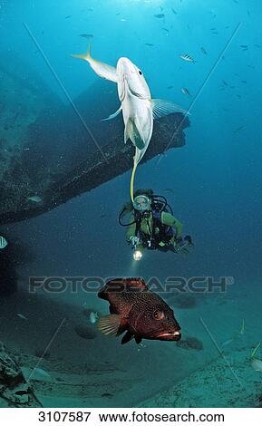 Yellowtail Snapper (Ocyurus chrysurus), Miniatus Grouper (Cephalopholis miniata) and scuba diver close to shipwreck, Punta Cana, Caribbean Sea, Dominican Republic View Large Photo Image Stock Photo - Yellowtail Snapper (Ocyurus chrysurus), Miniatus Grouper (Cephalopholis miniata) and scuba diver close to shipwreck, Punta Cana, Caribbean Sea, Dominican Republic . Fotosearch