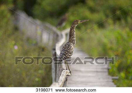 Young Rufescent Tiger Heron (Tigrisoma lineatum) on railing, Pantanal, Mato Grosso, Brazil, side view View Large Photo Image Stock Image - Young Rufescent Tiger Heron (Tigrisoma lineatum) on railing, Pantanal, Mato Grosso, Brazil, side view . Fotosearch