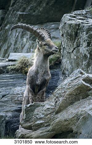 Alpine ibex (Capra ibex) climbing on rocks, Hohe Tauern National Park, Austria View Large Photo Image Stock Image - Alpine ibex (Capra ibex) climbing on rocks, Hohe Tauern National Park, Austria . Fotosearch