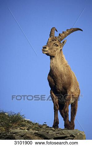 Alpine ibex (Capra ibex), Hohe Tauern National Park, Austria, low angle view View Large Photo Image Stock Image - Alpine ibex (Capra ibex), Hohe Tauern National Park, Austria, low angle view . Fotosearch