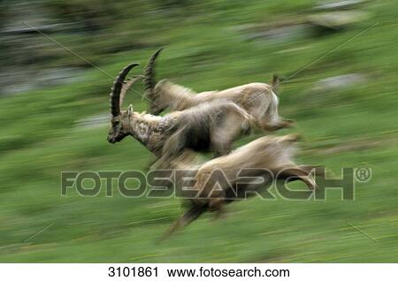 Alpine ibexes (Capra ibex) running, Hohe Tauern Nationalpark, Austria  View Large Photo Image Stock Image - Alpine ibexes (Capra ibex) running, Hohe Tauern Nationalpark, Austria . Fotosearch