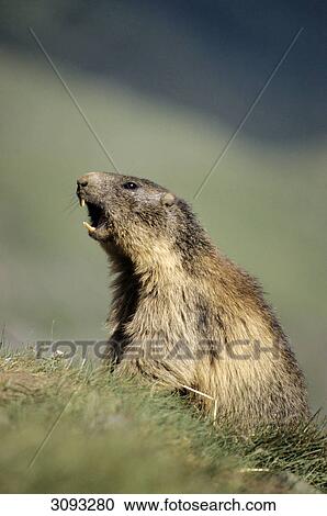 Stock Image - Alpine marmot (Marmota marmota) sitting in the grass, Hohe Tauern National Park, Austria, close-up, side view . Fotosearch