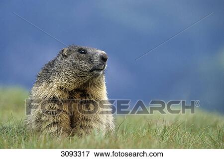 Alpine marmot (Marmota marmota) sitting in grass, Hohe Tauern National Park, Austria, close-up, front view View Large Photo Image Stock Photo - Alpine marmot (Marmota marmota) sitting in grass, Hohe Tauern National Park, Austria, close-up, front view . Fotosearch